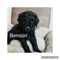 Photo of Benson