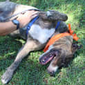 Photo of Max