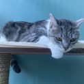 Photo of Indii