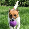 Photo of Ruby   2 Year Old Mixed Breed (Trial)