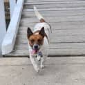 Photo of Ruby   2 Year Old Mixed Breed (Trial)