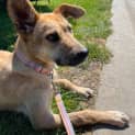 Photo of Nala