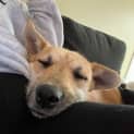 Photo of Nala