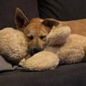 Photo of Nala