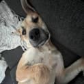 Photo of Nala