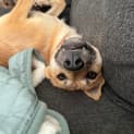 Photo of Nala