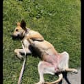 Photo of Nala