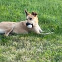 Photo of Nala