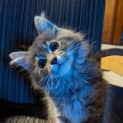 Photo of Lenore
