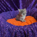 Photo of Lenore