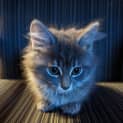 Photo of Lenore