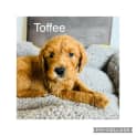 Photo of Toffee