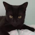 Photo of Bagheera