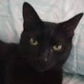 Photo of Bagheera