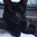 Photo of Bagheera