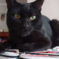 Photo of Bagheera