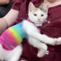 Photo of Calypso