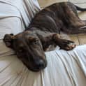 Photo of Millie