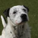 Photo of Sully