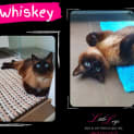 Photo of Whiskey