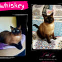 Photo of Whiskey