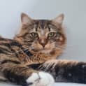 Photo of Elfie