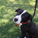 Photo of Murphy
