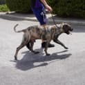 Photo of Butch