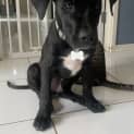 Photo of Falcon