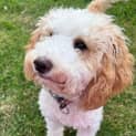 Photo of Buttercup