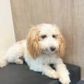 Photo of Buttercup