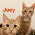 Photo of Joey