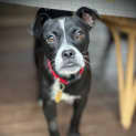 Photo of Perdita