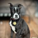Photo of Perdita