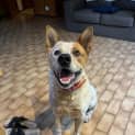 Photo of Tatertot