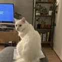 Photo of Falkor