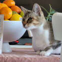 Photo of Missy