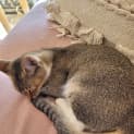 Photo of Missy