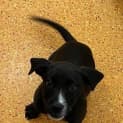 Photo of Ebony