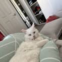 Photo of Falkor