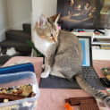 Photo of Missy