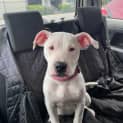 Photo of Molly