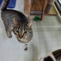 Photo of Zulu