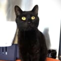 Photo of Noble