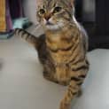 Photo of Cass