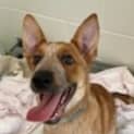 Photo of Tucker