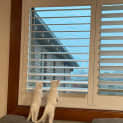 Photo of Pip