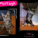 Photo of Murtagh