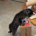 Photo of Gideon