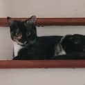 Photo of Cupcake